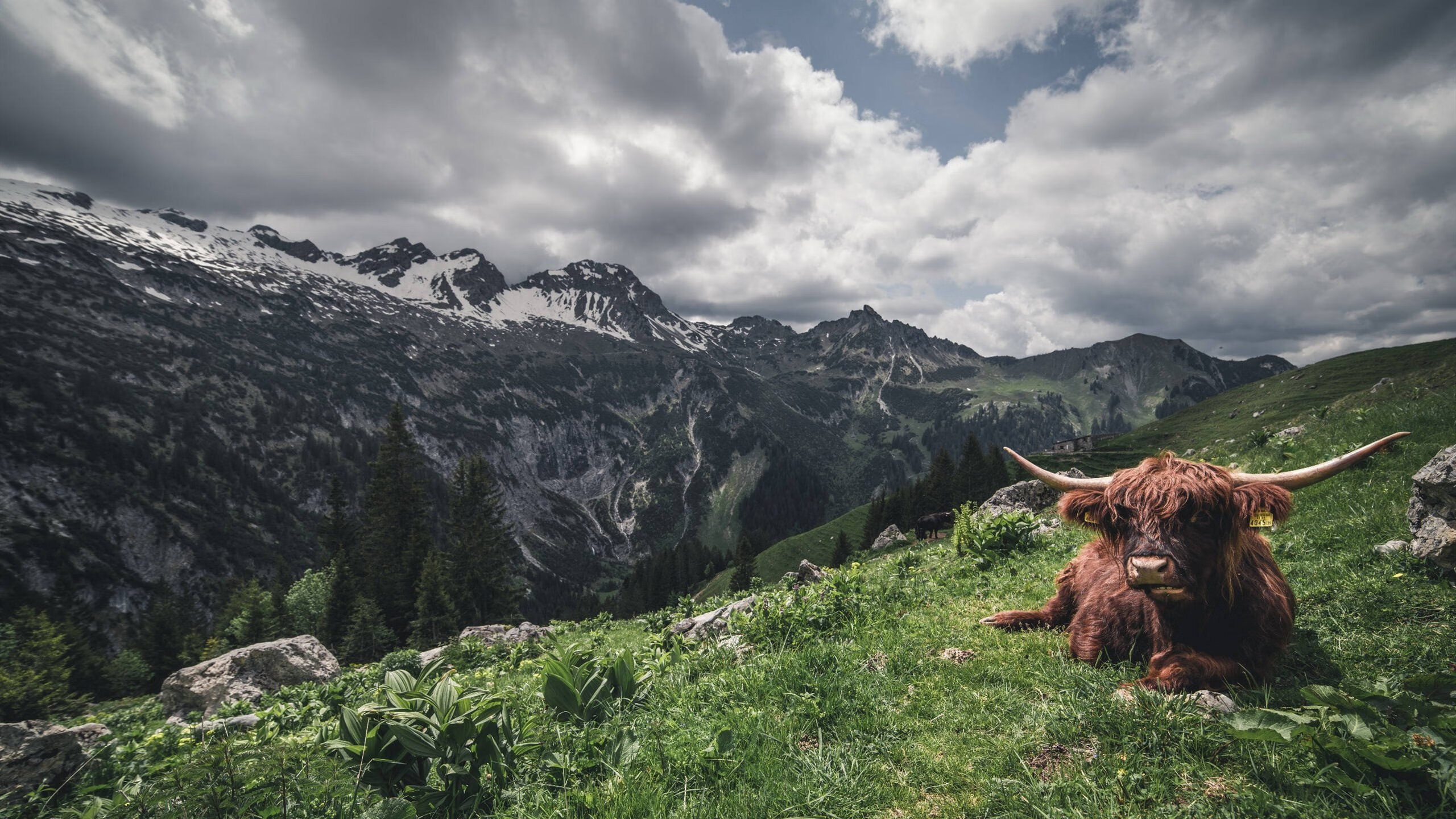 森林狼压哨绝杀开拓者，霍勒迪关键时刻化身救世主